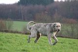 IRISH WOLFHOUND 317